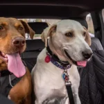 kutya az autóban,kutya autóban, kutya szállítása autóban, kutya szállítása autóban jogszabály, kutya utaztatása autóban, kutya autóban hagyása, kutya az autóban rögzítés