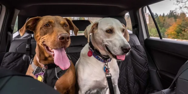 kutya az autóban,kutya autóban, kutya szállítása autóban, kutya szállítása autóban jogszabály, kutya utaztatása autóban, kutya autóban hagyása, kutya az autóban rögzítés