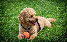 Kutyafuttató etikett: Így lesz élmény a közös játék (és így kerüld el a bajt) 2 kutyafuttato etikett szabaly kutyafuttato etikett kutyafuttato szabalyok kutya szocializacio agresszio a kutyafuttatoban kutya testbeszed kezdo kutyatarto tippek2