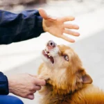 kutyaharapás, harapás, kutyaharapás kezelése, kutyaharapás gyógyulási ideje, kutyaharapás mikor forduljunk orvoshoz, kutyaharapás utáni tünetek, kutyaharapás megelőzése