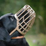 Szájkosár-szoktatás kutyáknak: stresszmentes “kosár-tréning” 7 nap alatt (méretezés + mikor kötelező) 9 szájkosár, szájkosár kutyáknak, szájkosár méretek, szájkosár szoktatás kutya, hogyan szoktasd a kutyát szájkosárhoz, kosár szájkosár méretezés kutyának