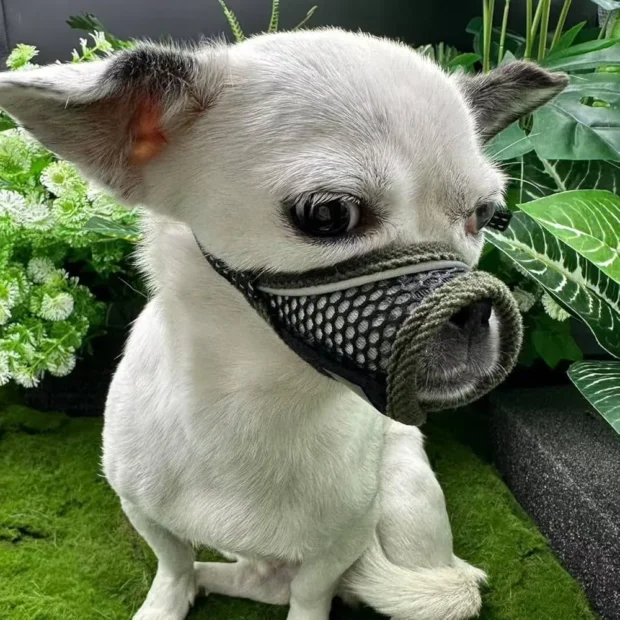 szájkosár, szájkosár kutyáknak, szájkosár méretek, szájkosár szoktatás kutya, hogyan szoktasd a kutyát szájkosárhoz, kosár szájkosár méretezés kutyának