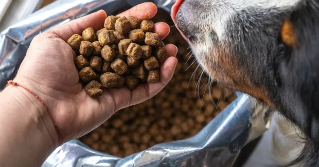 táp, kutyatáp,kutyatáp váltás, tápváltás után hasmenés, tápváltás után hányás kutya, kutyatáp váltás hasmenés mit tegyek, visszaállás régi tápra mennyi idő, kímélő diéta kutyának hányás után
