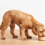 táp, kutyatáp,kutyatáp váltás, tápváltás után hasmenés, tápváltás után hányás kutya, kutyatáp váltás hasmenés mit tegyek, visszaállás régi tápra mennyi idő, kímélő diéta kutyának hányás után