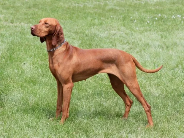 vizsla, vizslás, Magyar Vizsla, vizsla mozgásigény város, vizsla mentális fárasztás, vizsla napi rutin, vizsla szimatmunka, vizsla pórázfegyelem, vizsla szeparációs szorongás