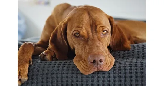 vizsla, vizslás, Magyar Vizsla, vizsla mozgásigény város, vizsla mentális fárasztás, vizsla napi rutin, vizsla szimatmunka, vizsla pórázfegyelem, vizsla szeparációs szorongás