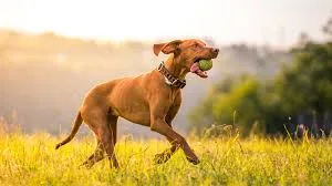 vizsla vizslas Magyar Vizsla vizsla mozgasigeny varos vizsla mentalis farasztas vizsla napi rutin vizsla szimatmunka vizsla porazfegyelem vizsla szeparacios szorongas3