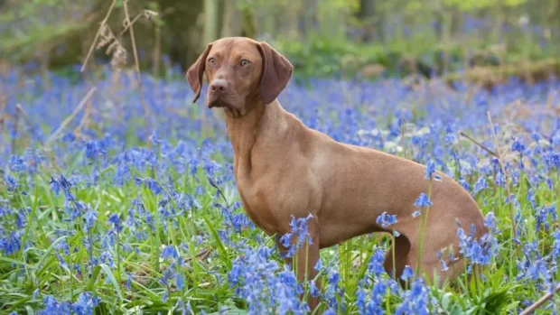 vizsla, vizslás, Magyar Vizsla, vizsla mozgásigény város, vizsla mentális fárasztás, vizsla napi rutin, vizsla szimatmunka, vizsla pórázfegyelem, vizsla szeparációs szorongás