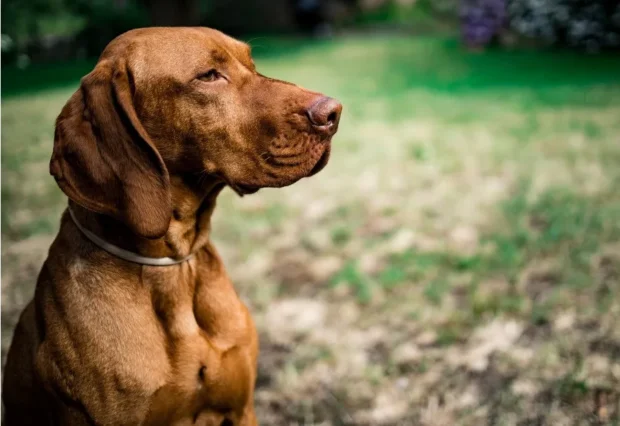 vizsla, vizslás, Magyar Vizsla, vizsla mozgásigény város, vizsla mentális fárasztás, vizsla napi rutin, vizsla szimatmunka, vizsla pórázfegyelem, vizsla szeparációs szorongás