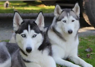 husky, szibériai husky, husky kutyák, husky kölyök, husky jellem, husky tartása lakásban, husky mozgásigény, husky nevelése kezdőknek, husky kinek való