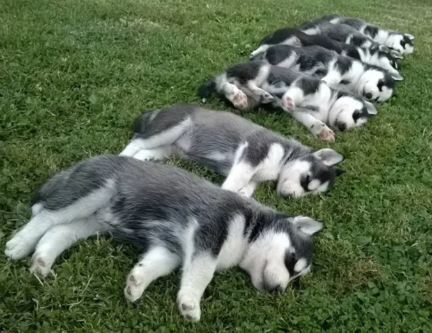 husky, szibériai husky, husky kutyák, husky kölyök, husky jellem, husky tartása lakásban, husky mozgásigény, husky nevelése kezdőknek, husky kinek való