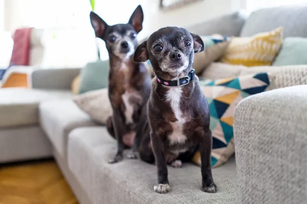 két kutya, két kutya együtt tartása, második kutya hozása otthonra, két kutya bemutatása egymásnak, kutya féltékenység második kutya, két kutya etetése külön, két kutya rangsor kezelése