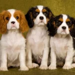 king charles spániel, cavalier king charles, cavalier, cavalier spániel, cavalier king charles spániel jellem, cavalier king charles spániel kezdőknek